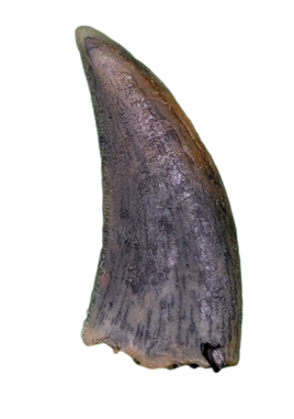 Actual Dromaeosaur (Raptor) Tooth From Kem Kem