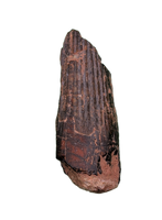 Ichthyovenator Tooth (Rare Spinosaurid), Early Cretaceous