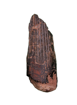Ichthyovenator Tooth (Rare Spinosaurid), Early Cretaceous