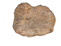 Camarasaurus Astralagus
