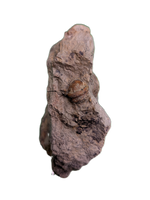 Adratiklit/Thyreosaurus (Stegosaur) Tooth, El Mers Formation