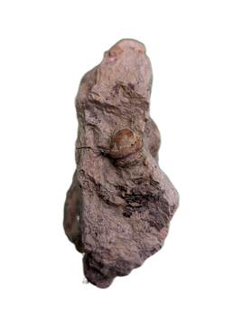 Adratiklit/Thyreosaurus (Stegosaur) Tooth, El Mers Formation