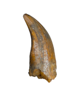 Noasaurid Pre Maxilla Tooth, Kem Kem