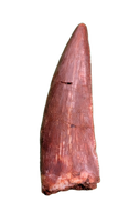 Ptychotherates (Herrerasaurid)Tooth