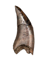 Dakotaraptor Tooth from the Hell Creek Formation