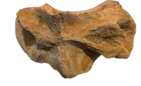 Huge Sigilmassasaurus(Spinosaurid) Neck Vertebra