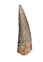 Suchomimus Tooth with Visible Serrations
