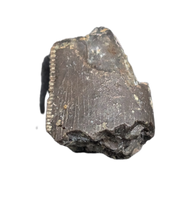 Allosaurus Tooth,  Morrison Formation