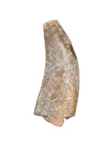 Large Eococharia Tooth, Elrhaz Formation