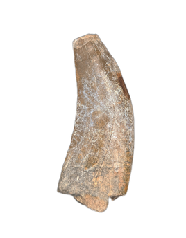 Large Eococharia Tooth, Elrhaz Formation