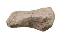 Large Spicomellus (Ankylosaur) Metacarpal?, El Mers Formation