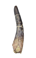 Diplocodid Tooth from the Mid Jurassic, Madagascar
