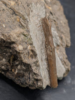 Raptor (Dromaeosaur) Metacarpal, Judith River Formation