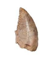 Troodon Tooth, Two Medicine Formation.