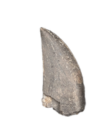 Kryptops Tooth, Elrhaz Formation