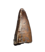 Phytosaur Dentary Tooth, Chinle Formation