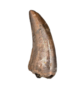 Nanotyrannus Tooth