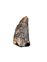 Nanotyrannus Tooth