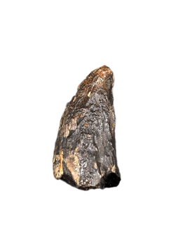 Nanotyrannus Tooth