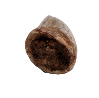 Metoposaur Tooth