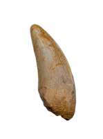 Raptor Pre-Max Tooth from the Hell Creek Formation