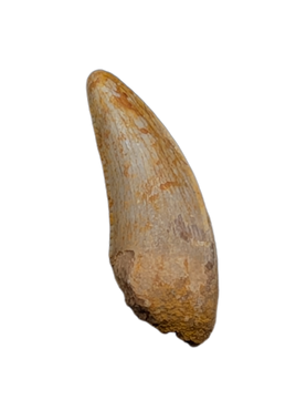 Raptor Pre-Max Tooth from the Hell Creek Formation