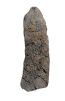 Torosaurus Frill Section