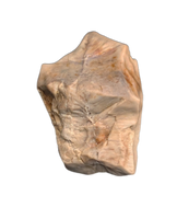 Edmontosaurus Tooth