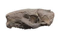 Oreodont skull, Mammal Fossil