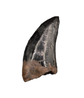 Nanotyrannus Tooth