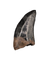 Nanotyrannus Tooth