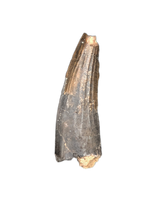 Suchomimus Tooth