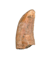 Theropod Tooth from the Mid Jurassic, Madagascar