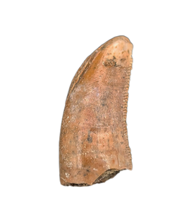 Theropod Tooth from the Mid Jurassic, Madagascar