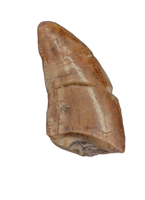 Dinosaur? Tooth, Chinle Formation
