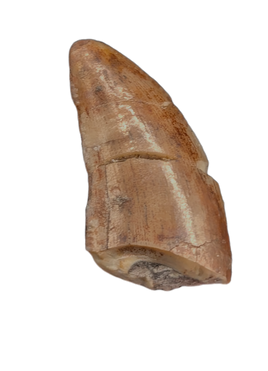 Dinosaur? Tooth, Chinle Formation