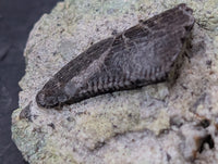 Allosaurus Tooth,  Morrison Formation