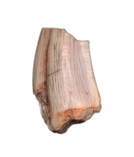 Postosuchus (Rauisuchid) Tooth, Bull Canyon Formation