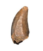 Acheroraptor Tooth from the Hell Creek Formation