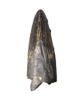 Tyrannosaur Tooth, Judith River Formation