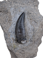 Marshosaurus Tooth
