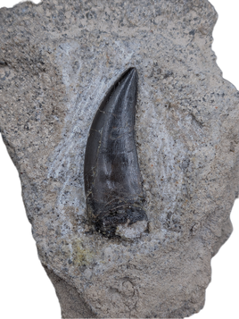 Marshosaurus Tooth