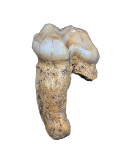 Cave Bear Tooth