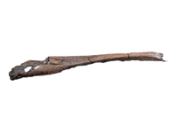 Edmontosaurus Tibia