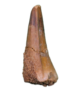 Spinosaurus Pre Max Tooth with Serrations.