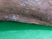 Pluridens Tooth, Morocco (Mosasaur)