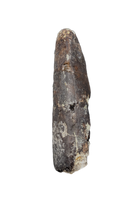Partial Tyrannosaur Tooth, Two Medicine Formation.