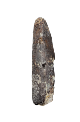 Partial Tyrannosaur Tooth, Two Medicine Formation.