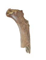 Tyrannosaurus Rex Rib