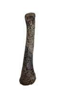 Dromaeosaur (?) Metacarpal, Hell Creek Formation